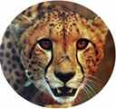 Cheetah Property Management