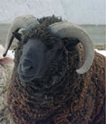 Sheep Wool Insulation Ltd Image